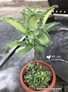 落地生根是拿生命在开花，不想它死那就这样做！