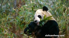 ?大熊猫1天要吃40斤新鲜竹子 为何这么爱吃竹子？