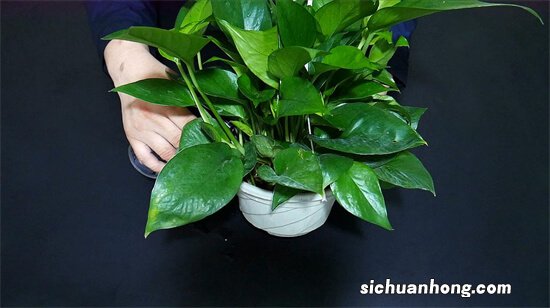 水生绿萝枝条发黄怎么办？