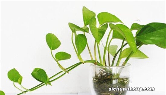 水培的绿萝叶子发黄怎么办？