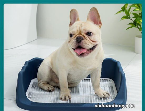 刚来家里一周不到的狗狗怎么训练在阳台大小便?