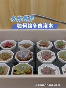 养多肉别用这种土，小心3天叶子掉光，7天只剩空盆