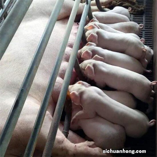 仔猪是个宝！管理要做好！