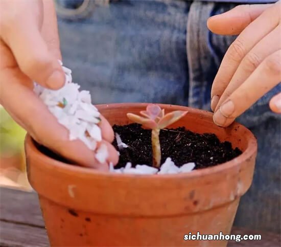 多肉植物用河沙养，生根快不易黑腐，适合大部分花卉！