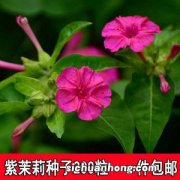 农村叫作“地雷花”的植物是什么样的？有什么功效和作用？