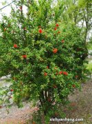 院子里种“果树”，养6个月比“花卉”好看，2年后采摘，果子多