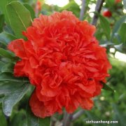 8种“富贵树”，小苗白菜价，老桩值千金