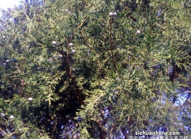 梨树旁边栽柏树，最易发生梨锈病，若没有一定防治水平最好别混栽