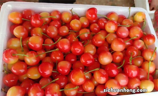 常见的樱桃大多在北方种植,红妃樱桃却长在南方,品质如何呢?