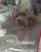 新生儿出生后有4个特征，意味着在娘胎里过得好，父母别担心