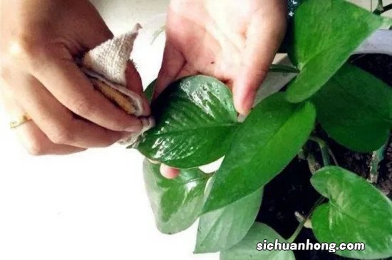 绿萝黄叶又烂根?用1个小药片、2种水来养,叶子贼绿疯长爬满墙