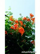 发现贵州一户人家，阳台上养了一种爬藤花，清新好看像“瀑布”