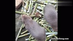 竹鼠只吃竹子吗？