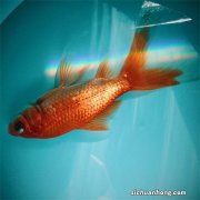 为什么在家里养的小金鱼养几天就死？