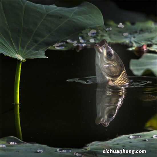 水泥池养鱼，不用沼泽过滤。在底部铺上泥土，种荷花水草可以吗？