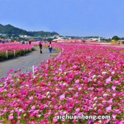 9种“小贱花”，开花太泼辣，撒点小种子，开成“花草坪”