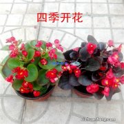 适合室内养，又能四季开花的植物有哪些？