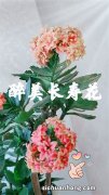 旺风水的十种花，水仙花排第一，菊花上榜