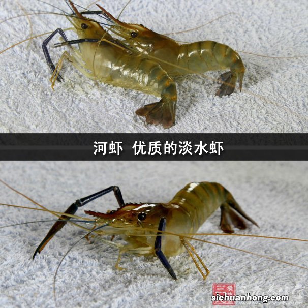 宝宝多大能吃虾、蟹这些海鲜？