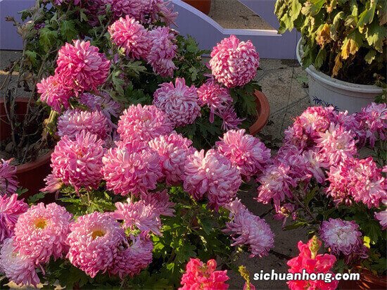 秋天盛开的十种花盘点 彼岸花和海棠花秋天都会盛开