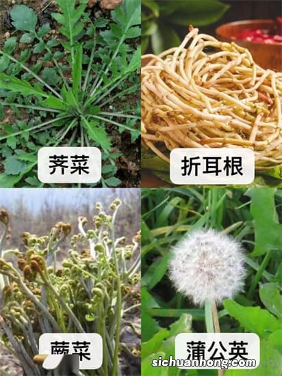 ?野菜是否会被污染？怎么科学健康地食用野菜？