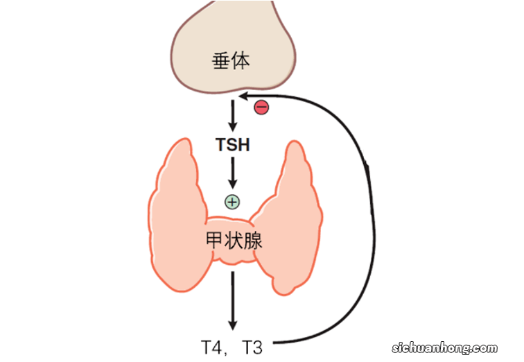 甲状腺功能减退会对您的身体造成什么影响？