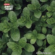 用在餐桌、甜品上的薄荷是留兰香还是真正的野薄荷，你了解了吗？