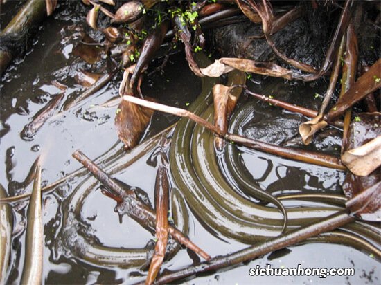 怎么判断养殖鳝鱼和野生鳝鱼?鳝鱼是越大越好吗?什么季节吃合适,有什么做法?