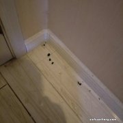 有的旅馆为啥有那么多小虫子？