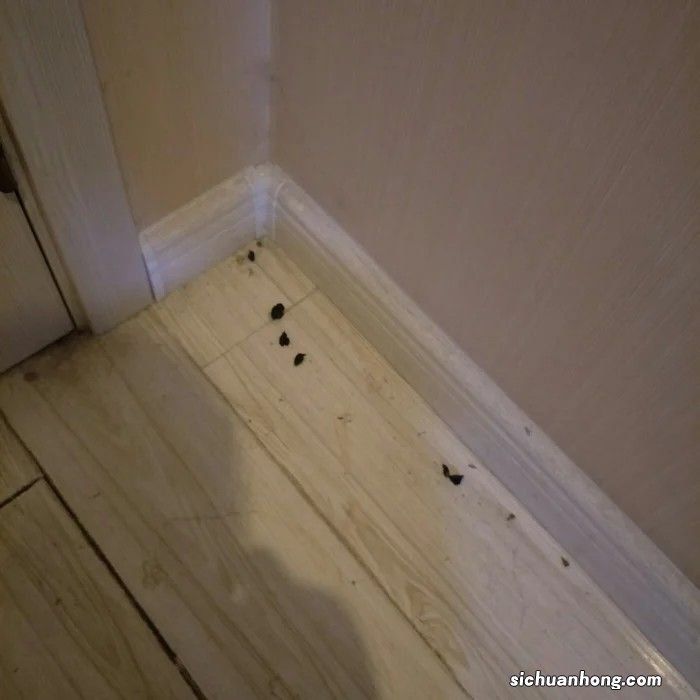 有的旅馆为啥有那么多小虫子?