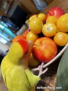 外逃山林六十七小时被抓回，果果花园——果果家的牡丹鹦鹉趣事