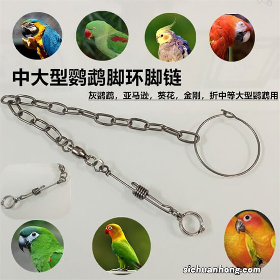 新手买鹦鹉最基本的三样东西，尤其大型鹦鹉需要，你知道吗？