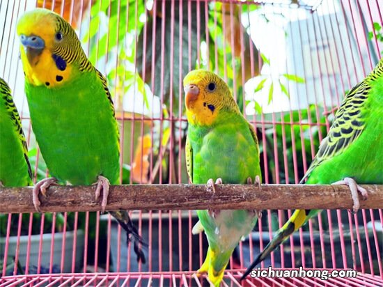 新手饲养鹦鹉，常犯的五个坏习惯，鹦鹉养殖户常犯知道却不改