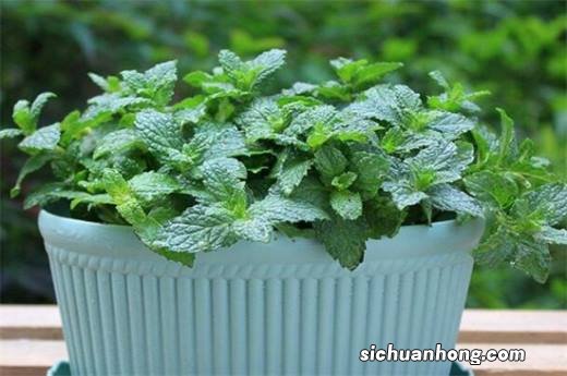 5种植物能杀菌,家里养几盆,空气清新有益健康