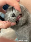 猫咪像狗狗一样吐舌头有四个原因，虽然可爱但铲屎官不能掉以轻心