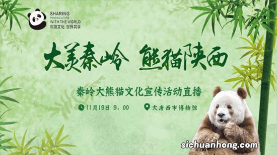 ?陕西大熊猫要用陕西话叫才理你 是认老乡?