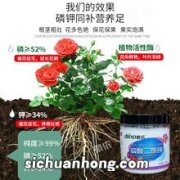 阳台养花，这3种开花肥和3种开花水，现在用上，开花到年底
