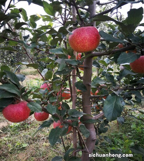 大连特产有哪些 你知道这些大连特产吗