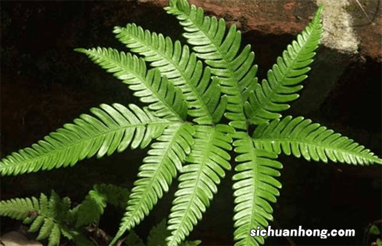 这杂草原来长在井边,人称凤尾蕨,现在很少见,价值珍贵