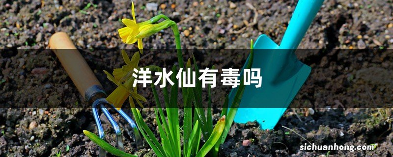 洋水仙的叶子有毒吗，和韭菜怎么区分？