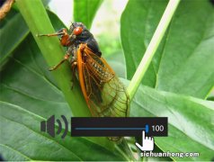 如何用各地方言来解读这种生物？