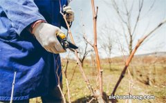 果树整形修剪基础知识 整形修剪的概念及作用