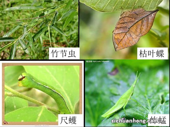 农村孩子的记忆：有谁还能认得全这20种会飞的昆虫？