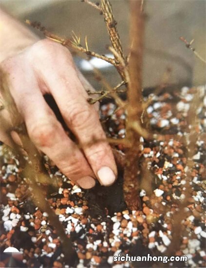 十月花事之 阳台花卉的管理