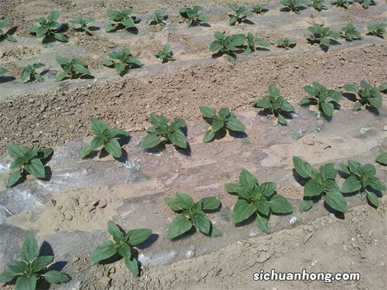 家庭种菜：水培油葵苗的自然生长过程分享，已经35多天才这么高！