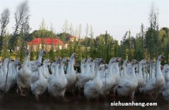 中年农民返乡养殖旱鸭，最快90天出栏，一年养两批，年赚10万元