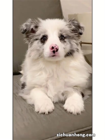 边牧为什么蓝眼睛就不能繁殖了？陨石色又指的是什么呢？