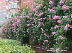 院子围墙上可养“5种花”，好养漂亮，只种一棵，换来一片花海