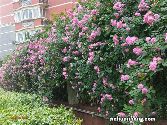 院子围墙上可养“5种花”，好养漂亮，只种一棵，换来一片花海