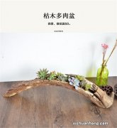 如果把一棵枯了的树种花盆里，然后在花盆里种上藤类植物往上爬，这样可以吗？